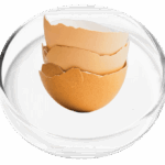 Avian Eggshell Membrane