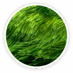 Spirulina